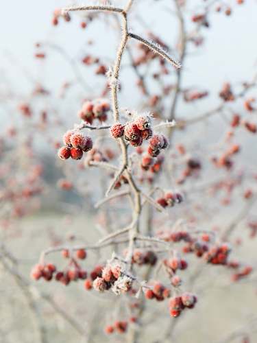 nature selective focus photo of bunch of berry outdoors