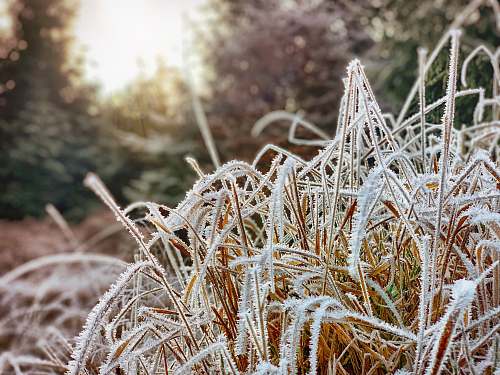 nature selective-focus photography of brown-leafed plant outdoors