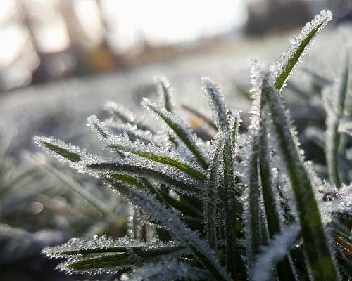 snow shallow focus photography of grass covered with snow frost