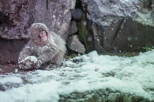 nagano brown monkey covered by snow animal