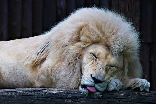 mammal sleeping lion on black wooden log wildlife