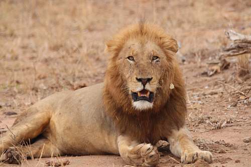 wildlife adult lion lying on dirt ground kruger national park