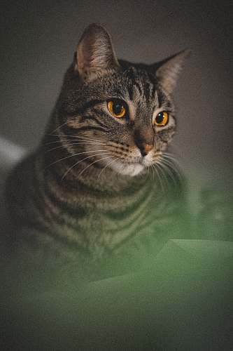 abyssinian brown tabby cat near white wall pet