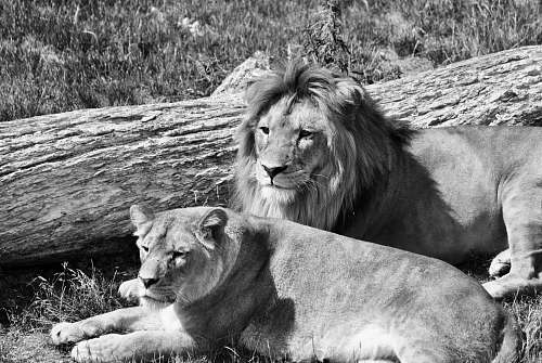 wildlife lions near lgo black-and-white