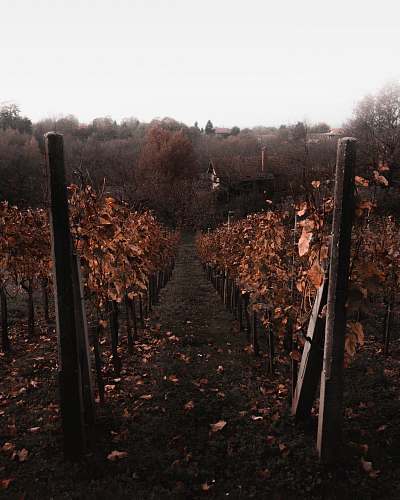 outdoors dried leaves during daytime countryside