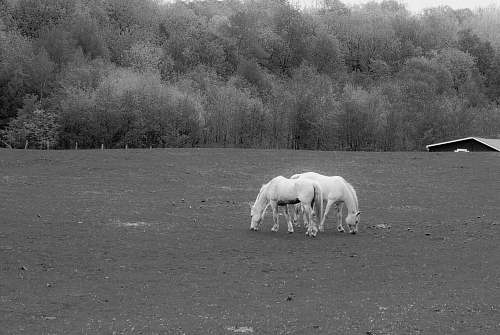 grey grayscale photography of two horses on field black-and-white