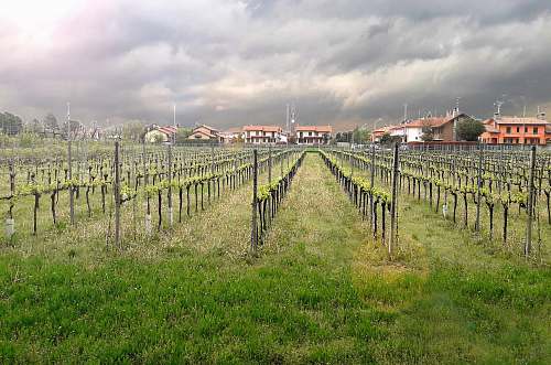 outdoors green grape fruits field under white and gray skies countryside