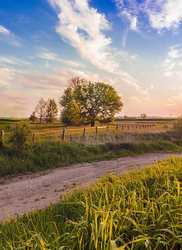 field green grass field and trees outdoors