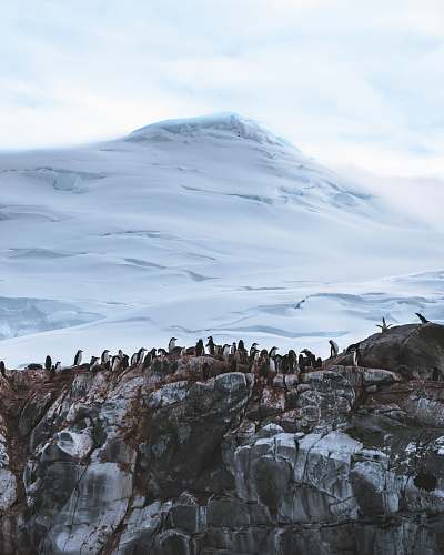 outdoors group of penguins near mountain covered with snow ice