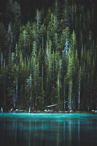 tree pine trees and blue lake conifer