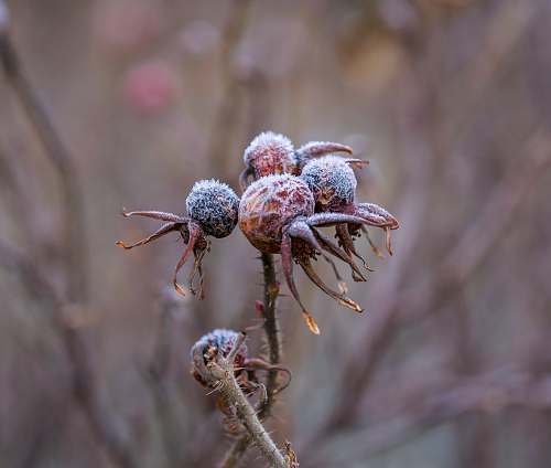 outdoors selective focus photo of flower ice