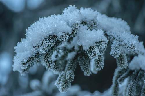 outdoors selective focus photography of snow-covered green trees ice