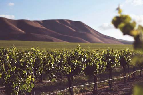 farm shallow focus photography of green farm wine