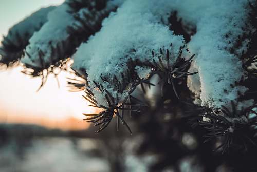 outdoors snow covered trees ice