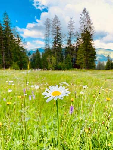 field blooming white and yellow daisy flower field grassland