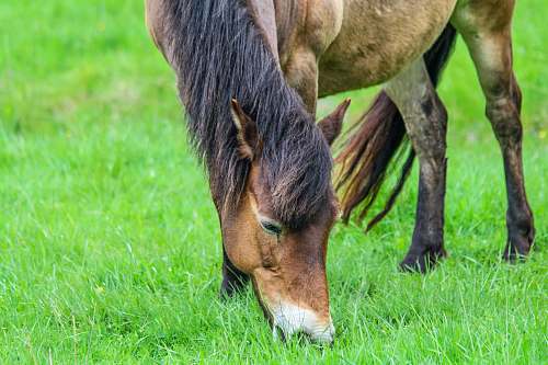 grassland brown horse on green grassland field