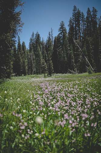field pink flower and pine tree field during daytime grassland