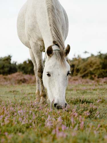 field white horse on green grass grassland