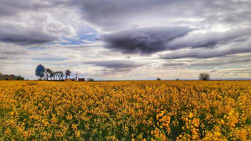 field yellow flower field grassland