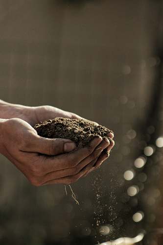 hands bokeh photography of person carrying soil dirt