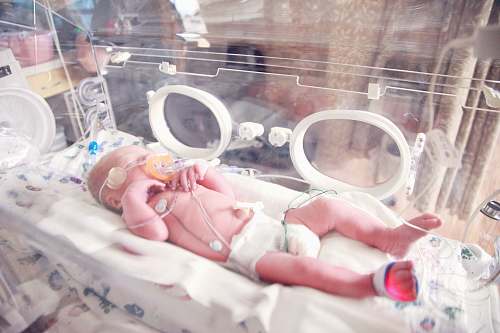 baby baby lying in incubator newborn