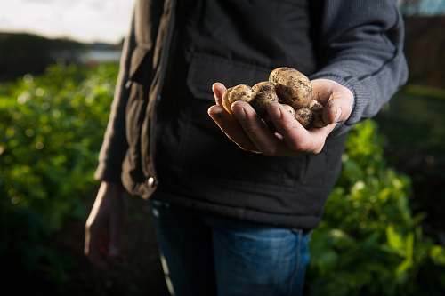 people man holding potato hand