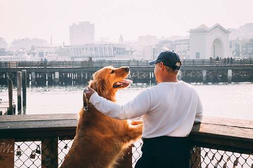 human man standing near Golden Labrador retriever viewing bridge and high-rise buildings dog