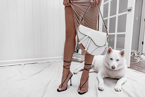 human white dog beside standing woman holdingbag apparel