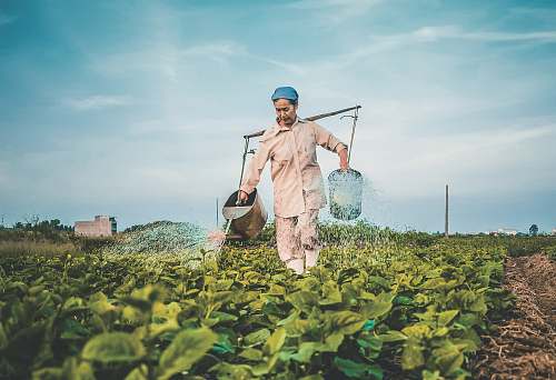 people woman watering plants human