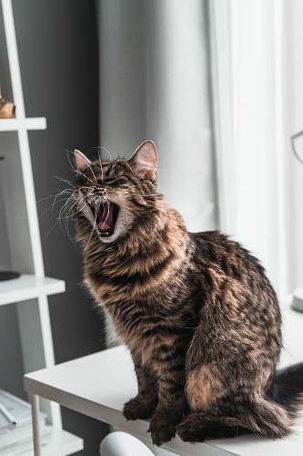 mammal brown cat on white rack manx