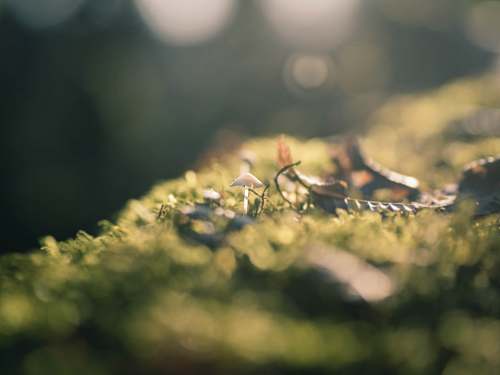 moss  plant