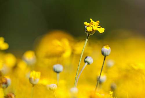 plant yellow petaled flower flower