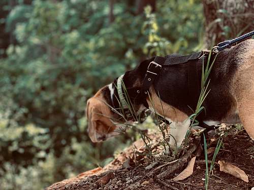 vegetation adult tricolor beagle 15 av.