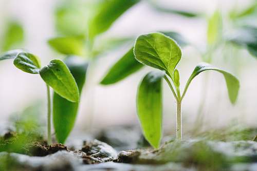 green green plants on soil sprout