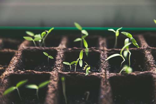 sprout selective focus photo of plant spouts gardening