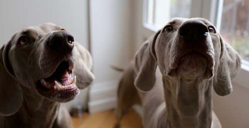 animal shallow focus of dogs canine