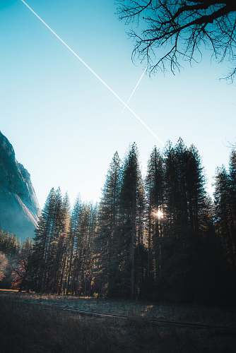 conifer pine trees flora