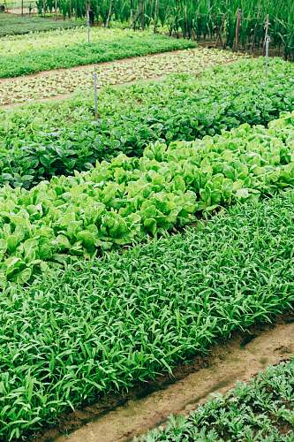 plant green leaf vegetable green