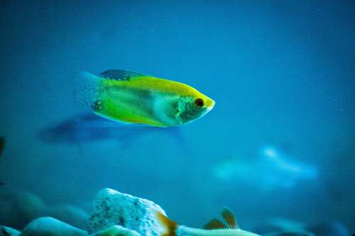 aquatic closeup photo of yellow fish animal