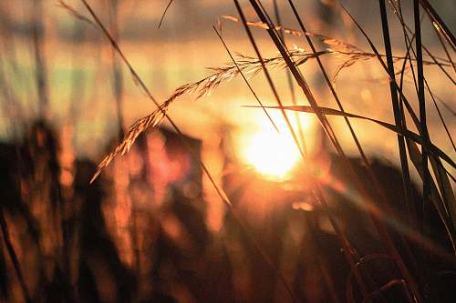 grass silhouette close-up photo of wheat field sun