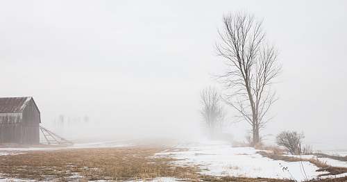 snow bare tree in front of house rural