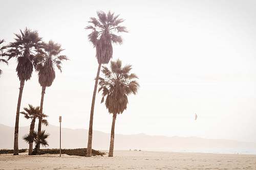 tree palm trees during daytime palm trees
