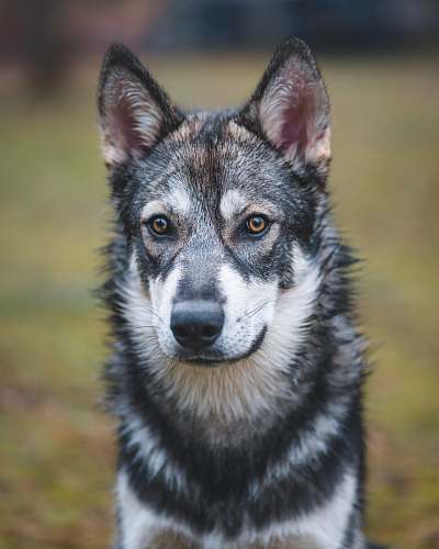 animal shallow focus photo of white and black wolf canine