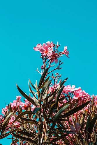 plant pink petaled flowers france