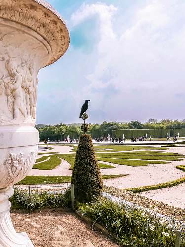 versailles bird on topiary plant bird