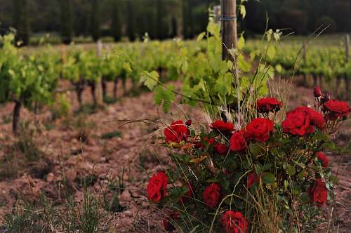 plant red rose flower photograph château la calisse