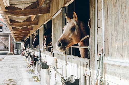 animal group of horse inside wooden cage during daytime mammal