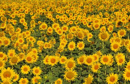 flower bed of sunflowers sunflower