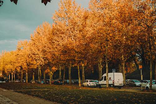 tree parked vehicles under trees automobile
