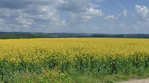 grassland yellow flower field under blue sky during daytime outdoors